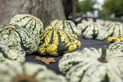 Cucurbita pepo var. patisoniana (Patisson) - afbeelding 5