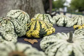 Cucurbita pepo var. patisoniana (Patisson) - afbeelding 5