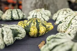 Cucurbita pepo var. patisoniana (Patisson) - afbeelding 6