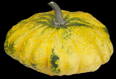 Cucurbita pepo var. patisoniana (Patisson) - afbeelding 2