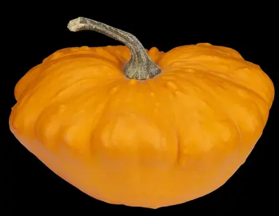 Cucurbita pepo var. patisoniana (Patisson) - afbeelding 3