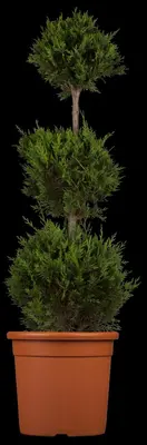 Cupressocyparis leylandii 'Castlewellan Gold' (Cupressocyparis 'Castlewellan Gold') - afbeelding 3