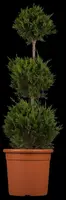 Cupressocyparis leylandii 'Castlewellan Gold' (Cupressocyparis 'Castlewellan Gold') - afbeelding 3