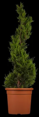 Cupressocyparis leylandii 'Castlewellan Gold' (Cupressocyparis 'Castlewellan Gold') - afbeelding 2