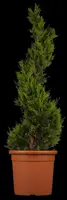 Cupressocyparis leylandii 'Castlewellan Gold' (Cupressocyparis 'Castlewellan Gold') - afbeelding 2