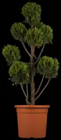 Cupressocyparis leylandii 'Castlewellan Gold' (Cupressocyparis 'Castlewellan Gold') - afbeelding 1