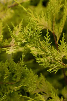 Cupressocyparis leylandii 'Castlewellan Gold' (Cupressocyparis 'Castlewellan Gold') - afbeelding 5