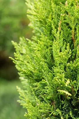 Cupressocyparis leylandii 'Castlewellan Gold' (Cupressocyparis 'Castlewellan Gold') - afbeelding 7