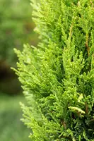 Cupressocyparis leylandii 'Castlewellan Gold' (Cupressocyparis 'Castlewellan Gold') - afbeelding 7
