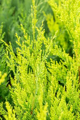 Cupressocyparis leylandii 'Castlewellan Gold' (Cupressocyparis 'Castlewellan Gold') - afbeelding 8