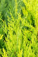 Cupressocyparis leylandii 'Castlewellan Gold' (Cupressocyparis 'Castlewellan Gold') - afbeelding 8
