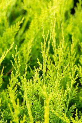 Cupressocyparis leylandii 'Castlewellan Gold' (Cupressocyparis 'Castlewellan Gold') - afbeelding 11