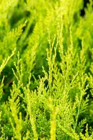Cupressocyparis leylandii 'Castlewellan Gold' (Cupressocyparis 'Castlewellan Gold') - afbeelding 11
