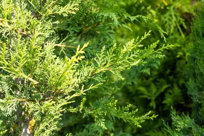 Cupressocyparis leylandii 'Castlewellan Gold' (Cupressocyparis 'Castlewellan Gold') - afbeelding 6