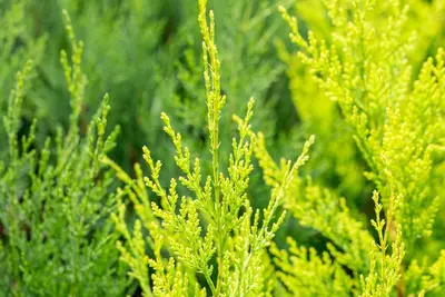 Cupressocyparis leylandii 'Castlewellan Gold' (Cupressocyparis 'Castlewellan Gold') - afbeelding 9