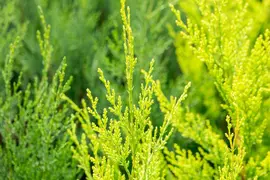 Cupressocyparis leylandii 'Castlewellan Gold' (Cupressocyparis 'Castlewellan Gold') - afbeelding 9