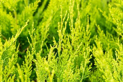 Cupressocyparis leylandii 'Castlewellan Gold' (Cupressocyparis 'Castlewellan Gold') - afbeelding 10