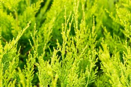 Cupressocyparis leylandii 'Castlewellan Gold' (Cupressocyparis 'Castlewellan Gold') - afbeelding 10