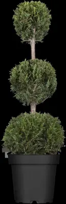 Cupressocyparis leylandii 'Castlewellan Gold', Stamm (Cupressocyparis) - afbeelding 3