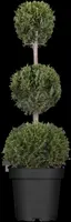 Cupressocyparis leylandii 'Castlewellan Gold', Stamm (Cupressocyparis) - afbeelding 3