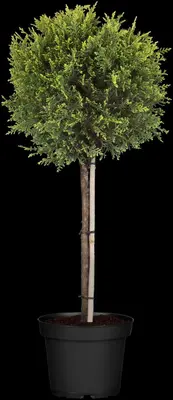 Cupressocyparis leylandii 'Castlewellan Gold', Stamm (Cupressocyparis) - afbeelding 4