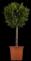 Cupressocyparis leylandii 'Castlewellan Gold', Stamm (Cupressocyparis) - afbeelding 1