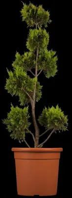 Cupressocyparis leylandii 'Gold Rider' (Cupressocyparis 'Gold Rider') - afbeelding 3