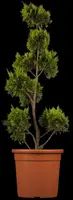 Cupressocyparis leylandii 'Gold Rider' (Cupressocyparis 'Gold Rider') - afbeelding 3