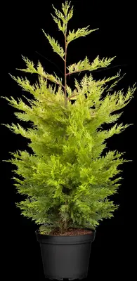 Cupressocyparis leylandii 'Gold Rider' (Cupressocyparis 'Gold Rider') - afbeelding 4