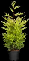 Cupressocyparis leylandii 'Gold Rider' (Cupressocyparis 'Gold Rider') - afbeelding 4