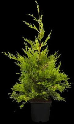Cupressocyparis leylandii 'Gold Rider' (Cupressocyparis 'Gold Rider') - afbeelding 1
