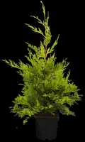 Cupressocyparis leylandii 'Gold Rider' (Cupressocyparis 'Gold Rider') - afbeelding 1