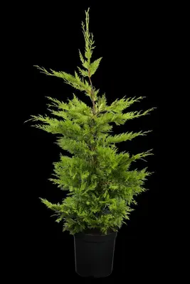 Cupressocyparis leylandii 'Gold Rider' (Cupressocyparis 'Gold Rider') - afbeelding 2