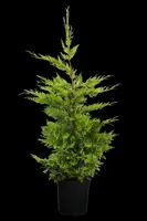 Cupressocyparis leylandii 'Gold Rider' (Cupressocyparis 'Gold Rider') - afbeelding 2