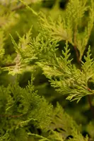 Cupressocyparis leylandii 'Gold Rider' (Cupressocyparis 'Gold Rider') - afbeelding 6