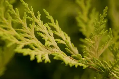 Cupressocyparis leylandii 'Gold Rider' (Cupressocyparis 'Gold Rider') - afbeelding 5