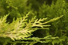 Cupressocyparis leylandii 'Gold Rider' (Cupressocyparis 'Gold Rider') - afbeelding 7