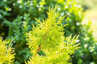 Cupressocyparis leylandii 'Gold Rider' (Cupressocyparis 'Gold Rider') - afbeelding 8