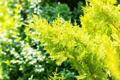Cupressocyparis leylandii 'Gold Rider' (Cupressocyparis 'Gold Rider') - afbeelding 9
