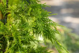 Cupressocyparis leylandii 'Gold Rider' (Cupressocyparis 'Gold Rider') - afbeelding 10