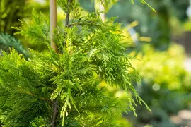Cupressocyparis leylandii 'Gold Rider' (Cupressocyparis 'Gold Rider') - afbeelding 11