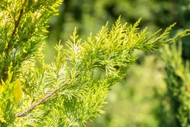 Cupressocyparis leylandii 'Gold Rider' (Cupressocyparis 'Gold Rider') - afbeelding 12