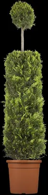 Cupressocyparis leylandii (Leylandcipres) - afbeelding 8