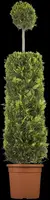 Cupressocyparis leylandii (Leylandcipres) - afbeelding 8