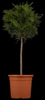 Cupressocyparis leylandii (Leylandcipres) - afbeelding 1