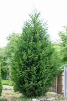 Cupressocyparis leylandii (Leylandcipres) - afbeelding 2