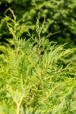 Cupressocyparis leylandii (Leylandcipres) - afbeelding 11