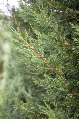 Cupressocyparis leylandii (Leylandcipres) - afbeelding 6