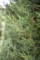 Cupressocyparis leylandii (Leylandcipres) - afbeelding 6