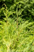 Cupressocyparis leylandii (Leylandcipres) - afbeelding 11